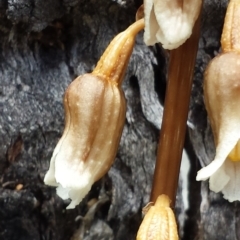 Gastrodia sesamoides at Cotter River, ACT - 29 Nov 2015