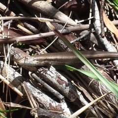 Pseudemoia entrecasteauxii (Woodland Tussock-skink) at Cotter River, ACT - 29 Nov 2015 by MattM