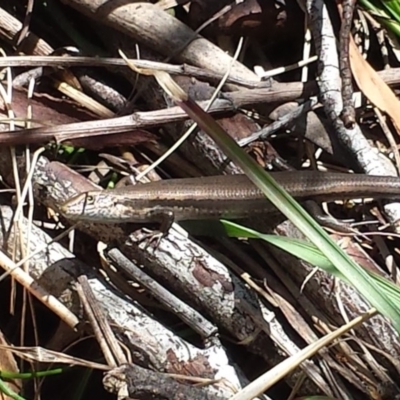 Pseudemoia entrecasteauxii (Woodland Tussock-skink) at Namadgi National Park - 29 Nov 2015 by MattM