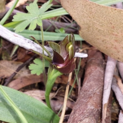 Chiloglottis valida (Large Bird Orchid) at Namadgi National Park - 29 Nov 2015 by MattM