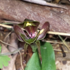 Chiloglottis valida at Cotter River, ACT - 29 Nov 2015