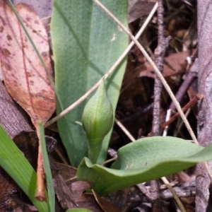 Chiloglottis valida at Cotter River, ACT - 29 Nov 2015