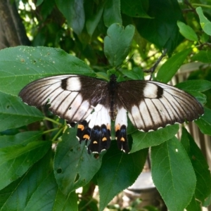 Papilio aegeus at Kambah, ACT - 29 Nov 2015
