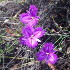 Thysanotus patersonii (Twining Fringe Lily) at Kambah, ACT - 29 Nov 2015 by AdamfromOz