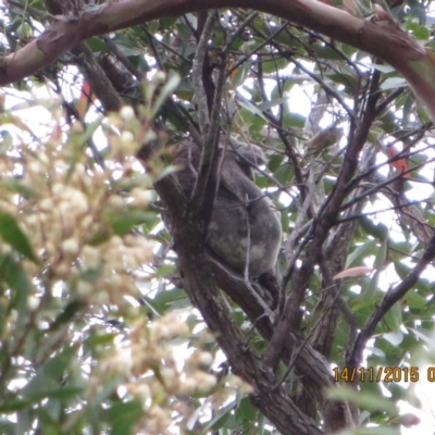 Phascolarctos cinereus (Koala) at Pottsville, NSW - 14 Nov 2015 by Dave