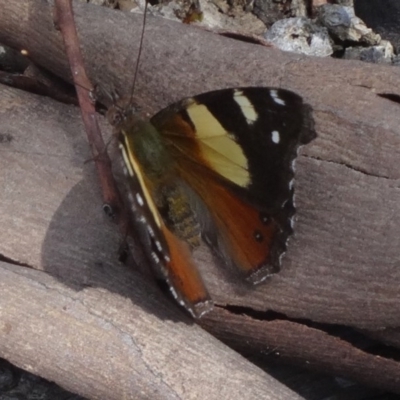 Vanessa itea (Yellow Admiral) at Canberra Central, ACT - 24 Oct 2015 by galah681