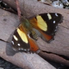 Vanessa itea at Canberra Central, ACT - 24 Oct 2015