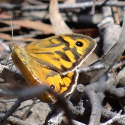 Heteronympha merope (Common Brown Butterfly) at Black Mountain - 22 Nov 2015 by galah681