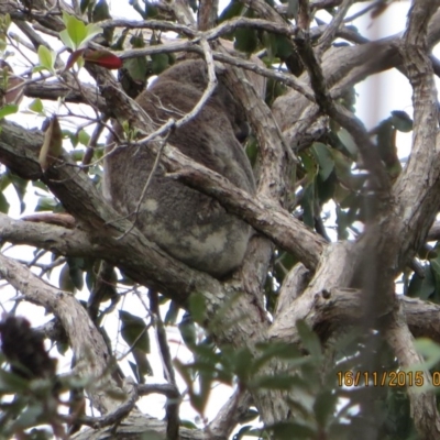 Phascolarctos cinereus (Koala) at Pottsville, NSW - 15 Nov 2015 by Dave