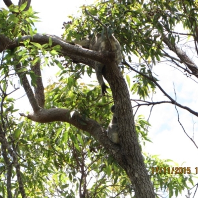 Phascolarctos cinereus (Koala) at Pottsville, NSW - 16 Nov 2015 by Dave