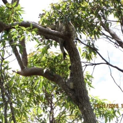 Phascolarctos cinereus (Koala) at Pottsville, NSW - 17 Nov 2015 by Dave