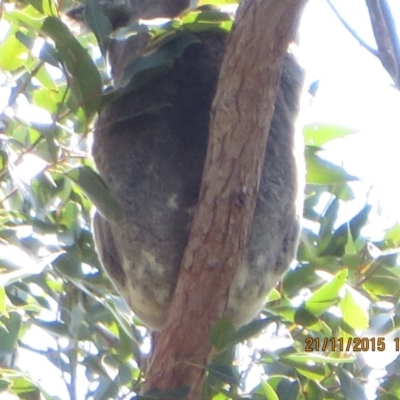 Phascolarctos cinereus (Koala) at Pottsville, NSW - 20 Nov 2015 by Dave