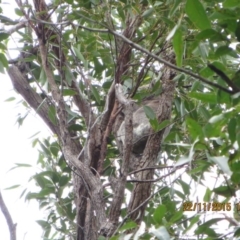 Phascolarctos cinereus (Koala) at Pottsville, NSW - 21 Nov 2015 by Dave