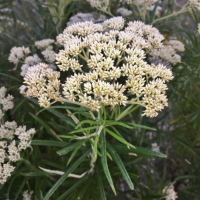 Cassinia longifolia (Shiny Cassinia, Cauliflower Bush) at Googong, NSW - 30 Nov 2015 by Wandiyali