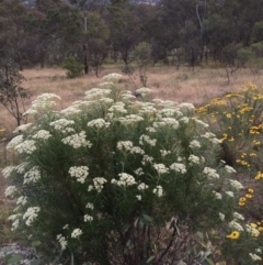 Cassinia longifolia at Googong, NSW - 30 Nov 2015 07:16 AM