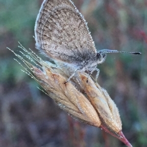 Zizina otis at Googong, NSW - 30 Nov 2015