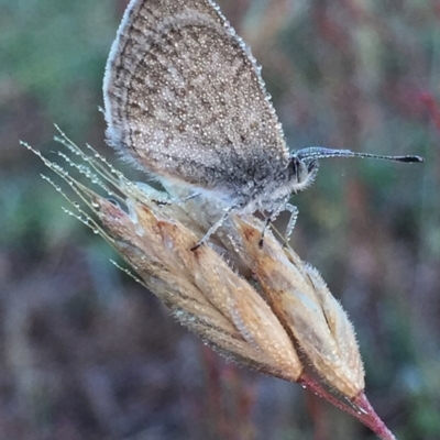 Zizina otis (Common Grass-Blue) at Googong, NSW - 29 Nov 2015 by Wandiyali