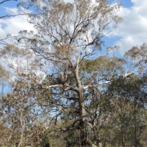 Eucalyptus melliodora at Namadgi National Park - 19 Nov 2015 05:34 PM