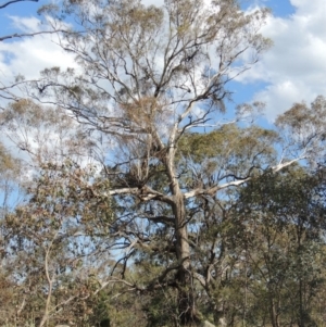 Eucalyptus melliodora at Namadgi National Park - 19 Nov 2015