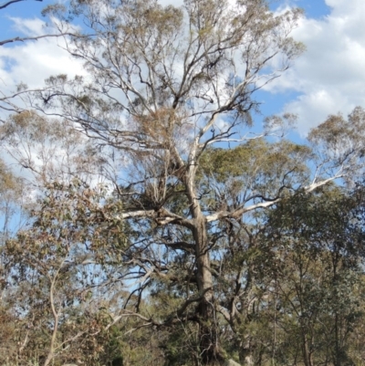 Eucalyptus melliodora (Yellow Box) at Namadgi National Park - 19 Nov 2015 by michaelb