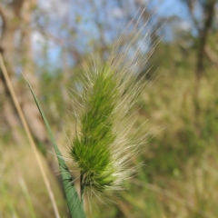 Cynosurus echinatus (Rough Dog's Tail Grass) at Tennent, ACT - 19 Nov 2015 by MichaelBedingfield