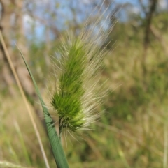 Cynosurus echinatus at Tennent, ACT - 19 Nov 2015