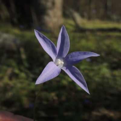 Wahlenbergia capillaris (Tufted Bluebell) at Tennent, ACT - 19 Nov 2015 by michaelb