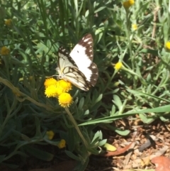 Belenois java (Caper White) at Macgregor, ACT - 30 Nov 2015 by APB