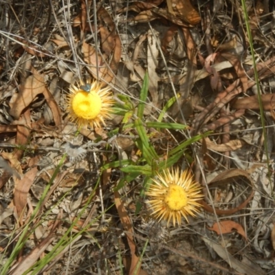 Coronidium oxylepis subsp. lanatum (Woolly Pointed Everlasting) at Bruce Ridge - 28 Nov 2015 by MichaelMulvaney