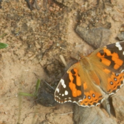 Vanessa kershawi (Australian Painted Lady) at Red Hill Nature Reserve - 21 Nov 2015 by MichaelMulvaney