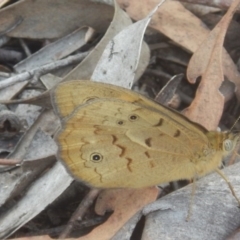 Heteronympha merope (Common Brown Butterfly) at Bruce Ridge - 28 Nov 2015 by MichaelMulvaney