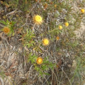 Coronidium oxylepis subsp. lanatum at Canberra Central, ACT - 28 Nov 2015