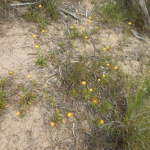 Coronidium oxylepis subsp. lanatum at Canberra Central, ACT - 28 Nov 2015