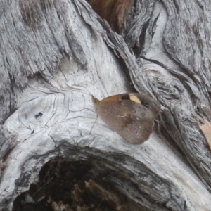 Heteronympha merope at O'Connor, ACT - 28 Nov 2015