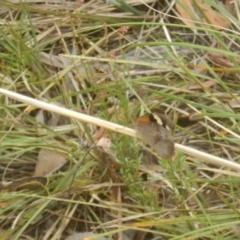 Heteronympha merope at O'Connor, ACT - 28 Nov 2015