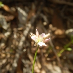 Laxmannia gracilis (Slender wire lily) at Point 3232 - 28 Nov 2015 by MichaelMulvaney