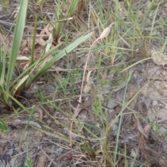 Caladenia sp. (A Caladenia) at Point 3232 - 28 Nov 2015 by MichaelMulvaney