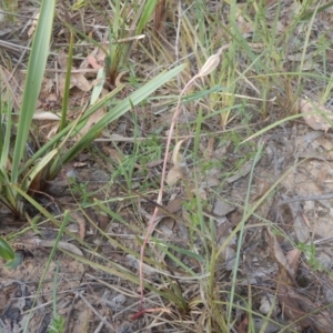 Caladenia sp. at Undefined Area - suppressed