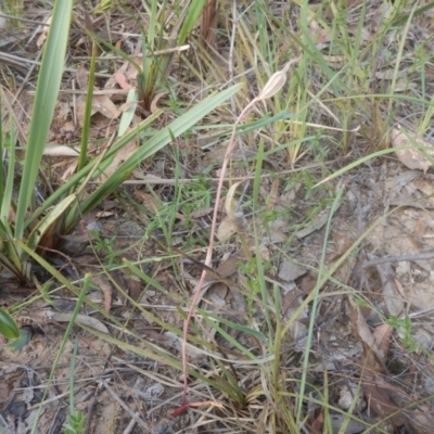 Caladenia sp. (A Caladenia) at Black Mountain - 28 Nov 2015 by MichaelMulvaney