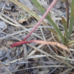 Caladenia sp. at Point 5834 - suppressed