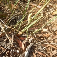 Calochilus sp. (A Beard Orchid) at Point 5834 - 28 Nov 2015 by MichaelMulvaney