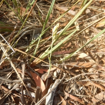 Calochilus sp. (A Beard Orchid) at Black Mountain - 28 Nov 2015 by MichaelMulvaney