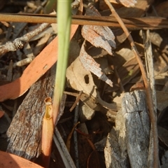 Calochilus sp. at Point 5834 - suppressed