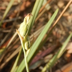 Calochilus sp. at Point 5834 - suppressed