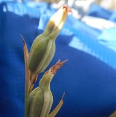 Calochilus sp. at Point 5834 - suppressed