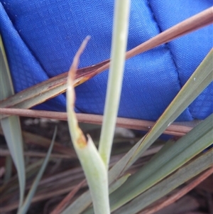 Calochilus sp. at Point 5834 - 28 Nov 2015