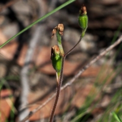 Caladenia sp. (A Caladenia) at Point 5805 - 7 Nov 2015 by David