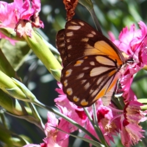 Belenois java at Yarralumla, ACT - 17 Nov 2015 12:00 AM