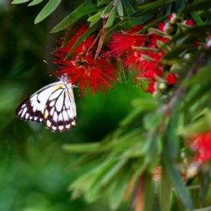 Belenois java at Yarralumla, ACT - 17 Nov 2015 12:00 AM