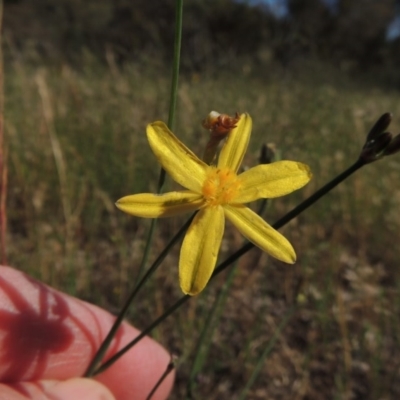 Tricoryne elatior (Yellow Rush Lily) at Tuggeranong Hill - 23 Nov 2015 by michaelb